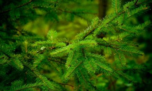 La Regidoria de Medi Ambient fomenta el reciclatge dels arbres de Nadal -Imatge 1-
