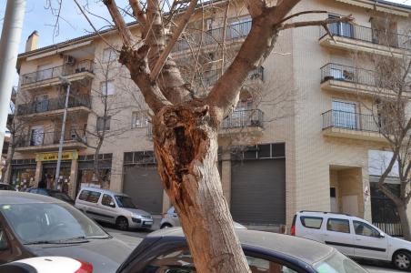 Se substituiran 22 arbres en mal estat del carrer de Federico García Lorca -Imatge 1-