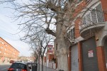 Se substituiran 22 arbres en mal estat del carrer de Federico García Lorca -Imatge 4-