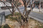 Se substituiran 22 arbres en mal estat del carrer de Federico García Lorca -Imatge 5-