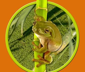 La Regidoria de Medi Ambient presenta un estudi sobre espècies protegides -Imatge 1-