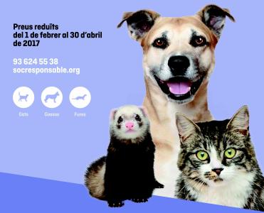 Tres establiments de Ripollet participen en una campanya per esterilitzar i identificar les mascotes -Imatge 1-
